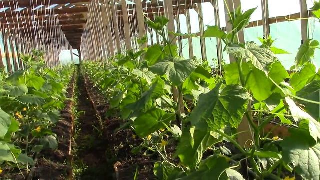 Огурцы в новой теплице смотреть онлайн