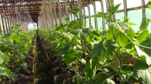 Огурцы в новой теплице