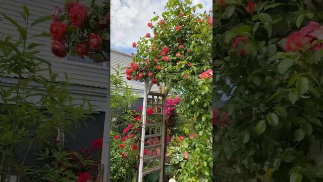 Climbing rose “America” #floribundarose #flower #garden #plant #rose #spring смотреть онлайн