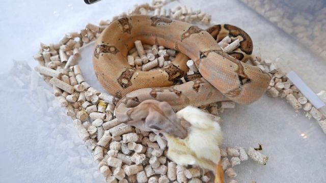 ЧТО ДОЛЖНО БЫТЬ В АПТЕЧКЕ ТЕРРАРИУМИСТА?! ЧЕМ ЛЕЧИТЬ РЕПТИЛИЙ?ЛИНЬКА ЛИЛУ И КОРМЛЕНИЕ ЗМЕЙ! смотреть онлайн