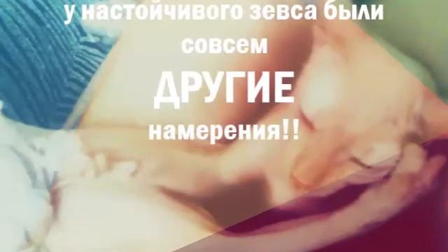 когда дома живут два кота,беги! История Донских сфинксов смотреть онлайн