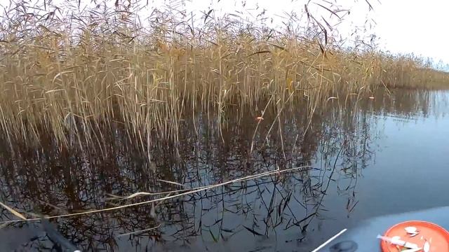 Ловля щуки в октябре на кружки и на спиннинг смотреть онлайн