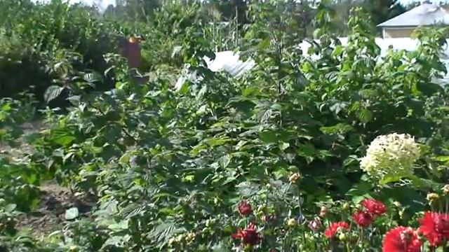 Арбузы в Сибири. Ремонтантная малина в Новосибирске. смотреть онлайн