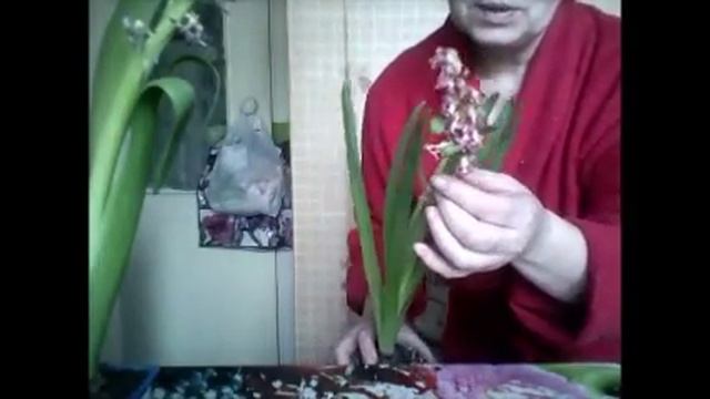 ГИАЦИНТ, ЧТО ДЕЛАТЬ ПОСЛЕ ЦВЕТЕНИЯ. смотреть онлайн