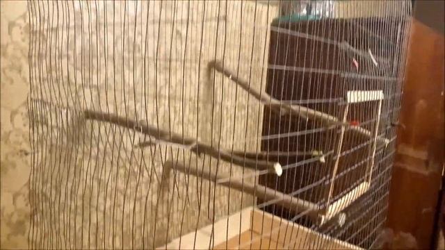 КАК СДЕЛАТЬ ВОЛЬЕР - КЛЕТКУ ДЛЯ ПОПУГАЕВ ДОМА / ВОЛНИСТЫЕ И СРЕДНИЕ ПОПУГАИ смотреть онлайн