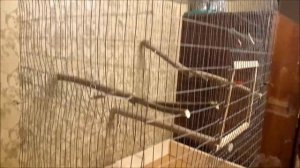 КАК СДЕЛАТЬ ВОЛЬЕР - КЛЕТКУ ДЛЯ ПОПУГАЕВ ДОМА / ВОЛНИСТЫЕ И СРЕДНИЕ ПОПУГАИ