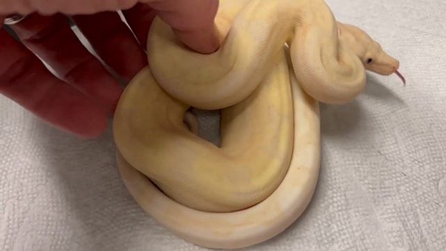 CRYSTAL BOA! Plus, LEOPARD vs HET LEOPARD BOA! 12-30-21 смотреть онлайн