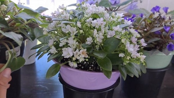 Обзор всей моей коллекции фиалок