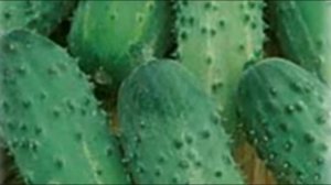 Лучшие самоопыляемые семена огурцов для теплицы