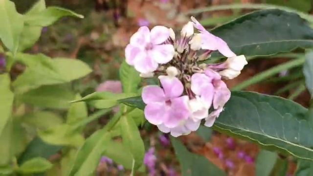 Метельчатые флоксы- яркие, эффектные и очень ароматные растения,покоряют сердце своим разнообразием смотреть онлайн