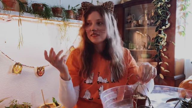 Propagating Hoya Halloween Style | Prop And Chat