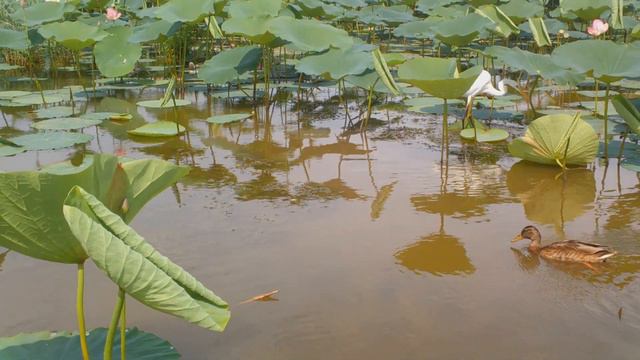 Рассказы от Астраханского заповедника: О вкусной и здоровой пище смотреть онлайн