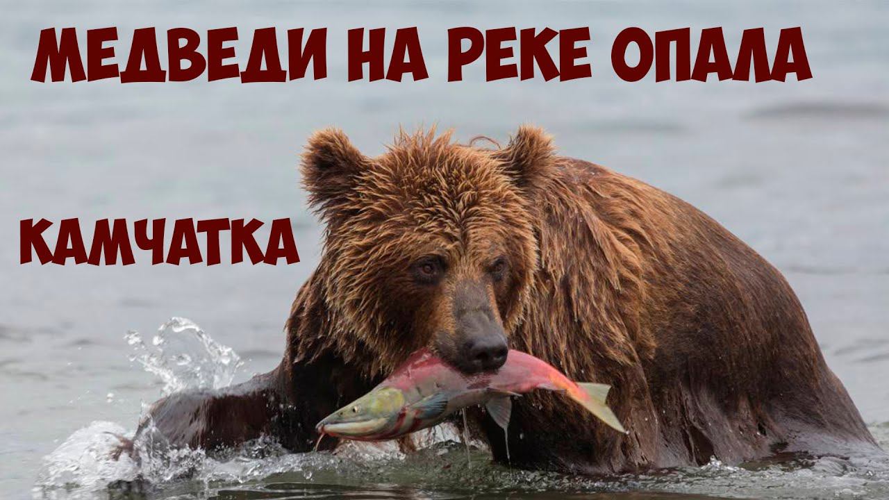 Медведи на реке Опала Камчатка смотреть онлайн