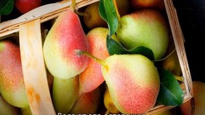 Груша Краснобокая