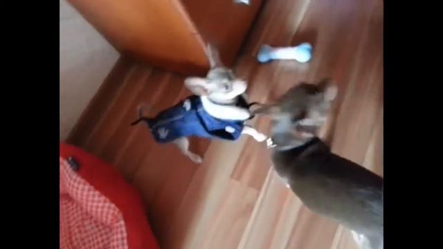 Purple chihuahua смотреть онлайн