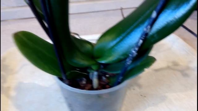 Орхидеи: новая орхидея, уценка после 8 марта смотреть онлайн