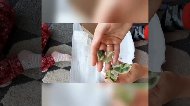 Новинки растений)алоказии и фикус шривериана смотреть онлайн