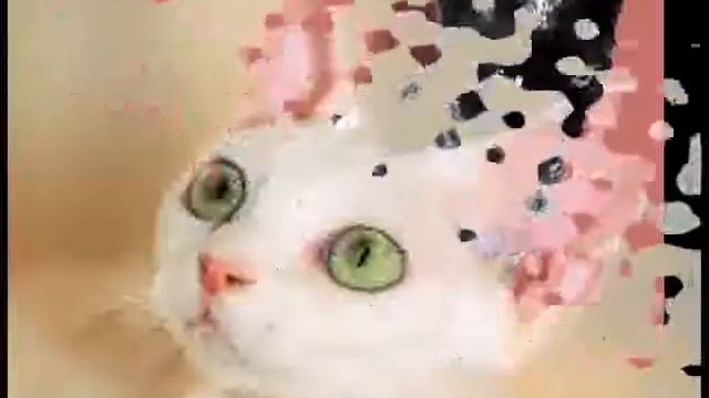 Devon Rex Cat 1 смотреть онлайн