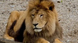 Дикие Кошки - Семейство Кошачьих