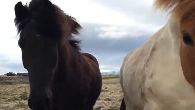 Любопытные дикие лошади в Исландии / Wild horses in Iceland смотреть онлайн