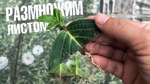 Как размножить гортензии листом ? Рассказываем секрет.