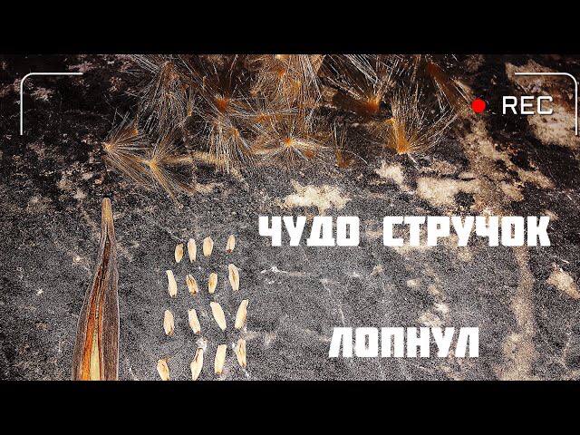 Адениум. Чудо стручок лопнул. Семена адениума смотреть онлайн