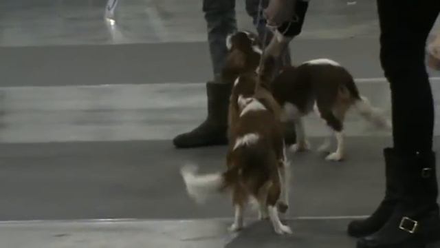 ЕВРАЗИЯ 23.03.2013 CKCS females Puppy class смотреть онлайн