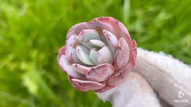 Echeveria ‘Rainbow Goddness’ смотреть онлайн