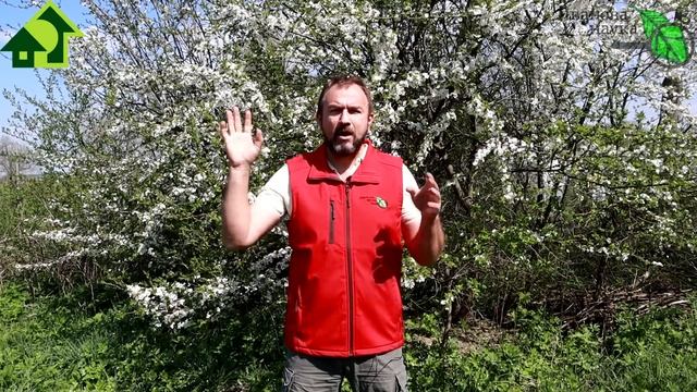 КАК ОБЪЕДАТЬСЯ ФРУКТАМИ БЕЗ ХЛОПОТ? Самое надежное фруктовое дерево! Посадите и порадуетесь урожаю! смотреть онлайн