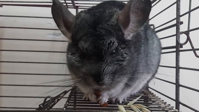 Шиншиллы - милые пушистые зверьки. Как они живут? смотреть онлайн