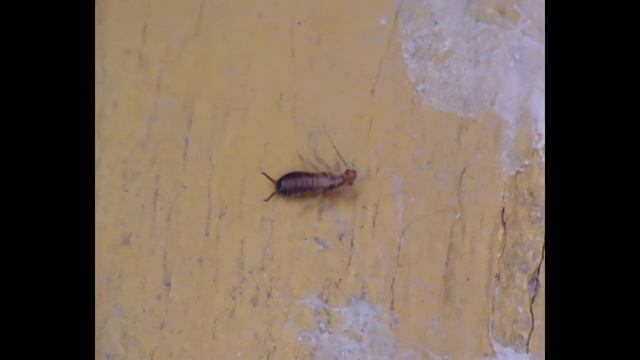 Безнадёга, помогите,страшный ЗВЕРЬ Двухвостка /Жизнь в селе/ смотреть онлайн