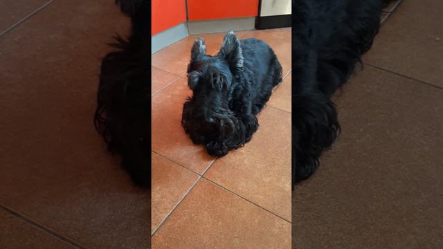 Who is this? смотреть онлайн