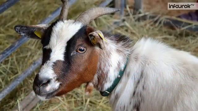 тема: ДОМАШНИЕ ЖИВОТНЫЕ смотреть онлайн