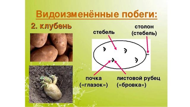 Видоизменения побега смотреть онлайн