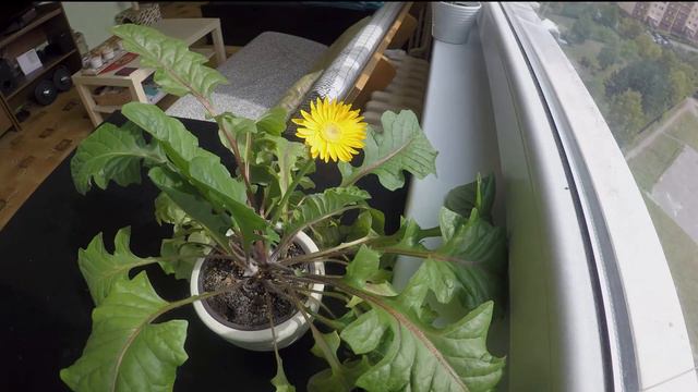 Gerbera Bloom Timelapse / single day / 1 frame per minute смотреть онлайн
