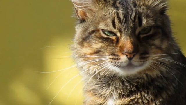 😽¿WHY Do CATS Lift Their BUTTS? смотреть онлайн