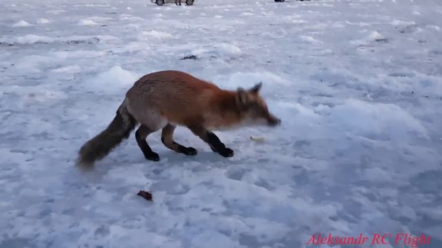Кормление лисы с рук остров Русский смотреть онлайн