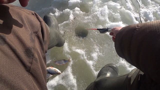 Безмотылка на реке! Плотва на сырный кубик. смотреть онлайн