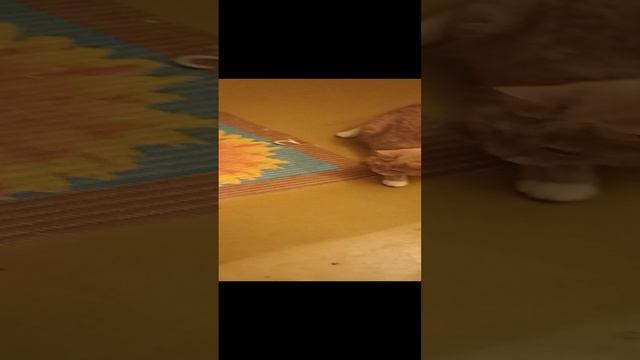 Новый альбом с играми котиков смотреть онлайн