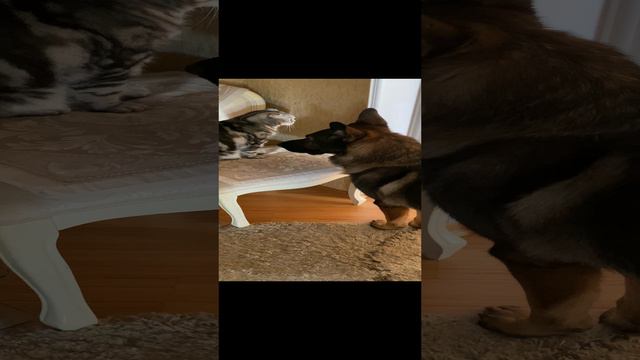 🐶ОВЧАРКА-Друг🤩Интересно ВСЁ‼️