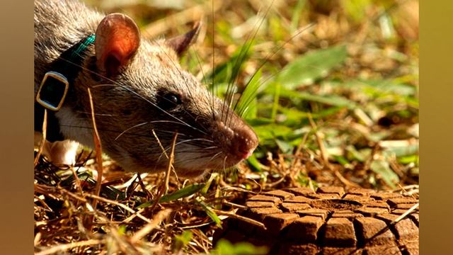 These rats are real heroes saving thousands of lives every day смотреть онлайн
