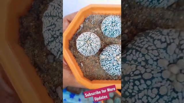 A small view of Astrophytum Asterias 'Super kabuto' смотреть онлайн