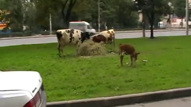 До московской шел - за живот держался! смотреть онлайн