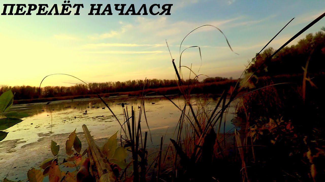 ЭТО ЛУЧШАЯ ОХОТА СЕЗОНА!!! ПЕРЕЛЕТ НАЧАЛСЯ!!! ОХОТА НА УТОК 2020 / MAX HUNTER смотреть онлайн