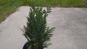 КИПАРИСОВИК ЛАВСОНА КОЛУМНАРИС ? ПОСАДКА, ОПИСАНИЕ