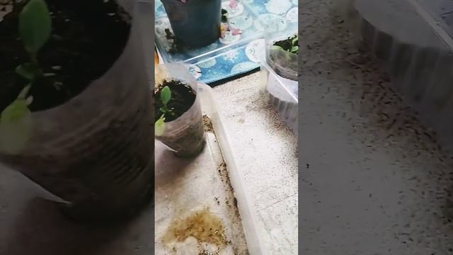 Фиолетовый леопард 24 день, пикирую, принимаю заказы на рассаду петунии, люблю #цветы#дача #огород смотреть онлайн