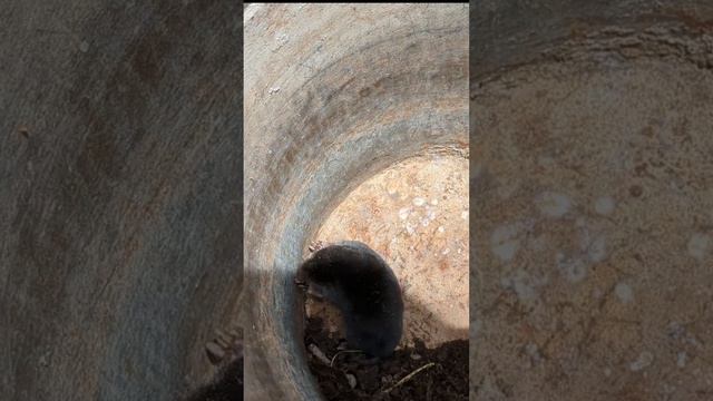 Охота с кошкой на крота смотреть онлайн