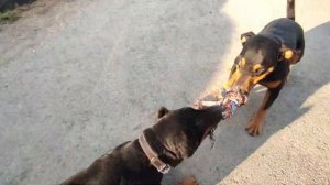 «Ездовые ягдтерьеры ) « Ягдтерьер Ярик физкультура.German jagdterrier