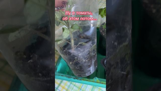 Пересалила Глоксинии #цветы  #глоксиния