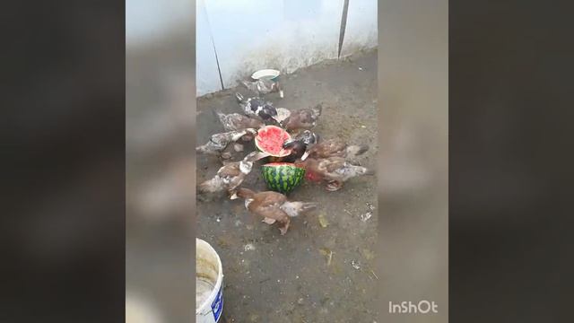 Утки с арбузом смотреть онлайн